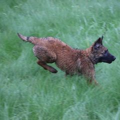 Belgian Tervuren Puppies from EnHommage Belgian Shepherds