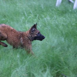 Belgian Tervuren Puppies from EnHommage Belgian Shepherds