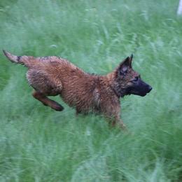 Belgian Tervuren Puppies from EnHommage Belgian Shepherds