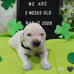 Black collar boy - Light golden male Golden Retriever puppy in Rochester, Washington from Grand Mound Goldens