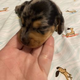Dachshund Puppies from Sassy Kat’s Dachshunds