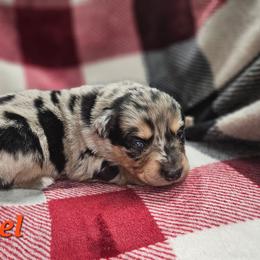 Colonel Miles - Blue merle male Miniature Australian Shepherd puppy in Orrtanna, Pennsylvania from Mountain Top Shepherd's