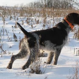 German Wirehaired Pointer Puppies from Backwoods Kennels