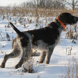 German Wirehaired Pointer Puppies from Backwoods Kennels
