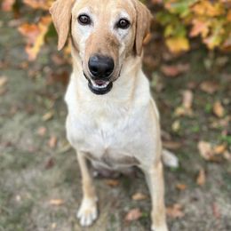 Labrador Retrievers from Skyline Drive Kennels