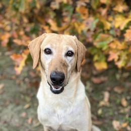 Labrador Retrievers from Skyline Drive Kennels
