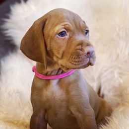 Vizsla Puppies from Alaea Farm & Kennel
