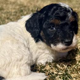 Sierra - Grey and white female Bernedoodle puppy in Larimer County, Colorado from Puppy Love Doodles