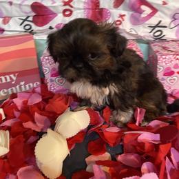 Roxy - Black and white female Shih Tzu puppy in Pleasant Shade, Tennessee from Kuntry Tyme Shih Tzus