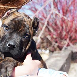 Girl 5 - Chestnut brindle female Cane Corso puppy in Emmett, Idaho from NorthWood’s Cane Corso