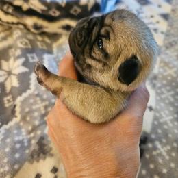 Pink collar girl - Fawn female Pug puppy in Canterbury, Connecticut from Pug Palace Kennel
