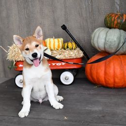 Ranger - Sesame male Shiba Inu puppy in Arcola, Illinois from Highline Puppies