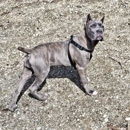 Cane Corso Puppies from King of Kings Cane Corso