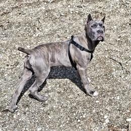 Cane Corso Puppies from King of Kings Cane Corso
