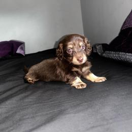 FEMALE AKC 3 - Chocolate and cream female Dachshund puppy in Lehigh Acres, Florida from Ruby Rose Dachshund Dynasty