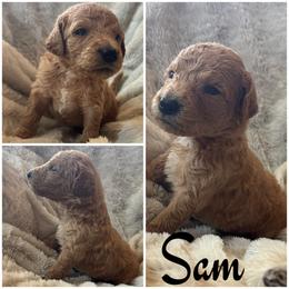 Sam (Boy 4) - Apricot male Goldendoodle puppy in Ankeny, Iowa from Iowadoodles2love