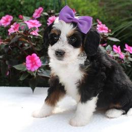 Lucy - Tri-color female Bernedoodle puppy in Perrysville, Ohio from Pleasant Valley Bernedoodles