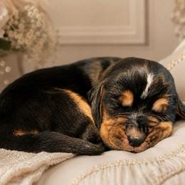 Rachel - Lilac collar - Black brown and white female Basset Hound puppy in Edmonton, Kentucky from RiverBottom Bassets