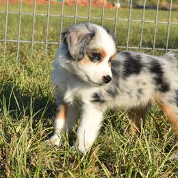 Miniature Australian Shepherd Puppies from Knockout Aussies