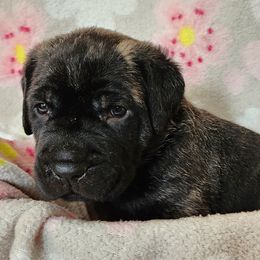Blue Collar - Black brindle male Cane Corso puppy in Pylesville, Maryland from Safe Haven Cane Corso