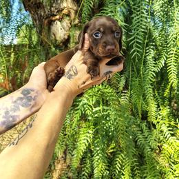 Princess - Chocolate and tan female Dachshund puppy in Norco, California from Tessasprettydachshunds