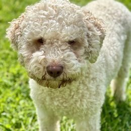 Fig - Lagotto Romagnolo