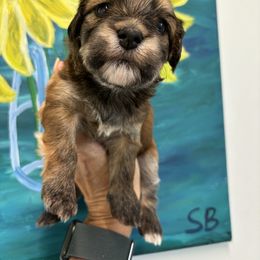 Havanese Puppies from Charlie’s Havanese Angels