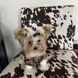 Yorkshire Terrier All Grown Up from Rodgers Oaks Royalty