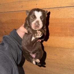 Girl 2 - Brown and white female Siberian Husky puppy in Iron River, Wisconsin from Wiemeri Siberians