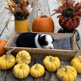 Puppy 1 - Black & white male Miniature Australian Shepherd puppy in Prairie City, Oregon from Mini Aussies