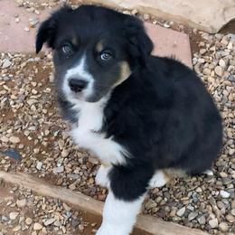 Zero - Black tri-color male Australian Shepherd puppy in Neola, Utah from Wall To Wall Aussies