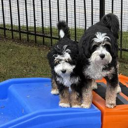 Bernedoodles from Candy Delperdang