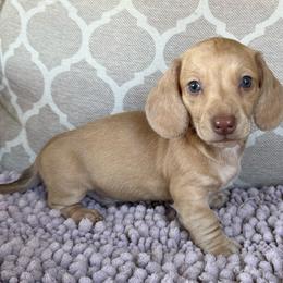AKC 'Billy the Kid' - Cream male Dachshund puppy in Joshua Tree, California from Desert Dreams Ranch