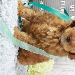 Australian Labradoodle Puppies from Cotton Creek Labradoodles