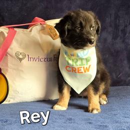 Rey - Black tri-color female Australian Shepherd puppy in Smithfield, Utah from Invictus Farms