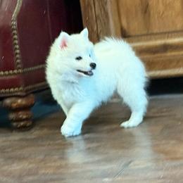 Libra-Teal Blue - White male American Eskimo Dog puppy in Squaw Valley, California from Bear Mountain
