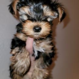 Morkie, Shorkie, Yorkipoo, and Yorkshire Terrier Puppies from YourSoulmatePuppy