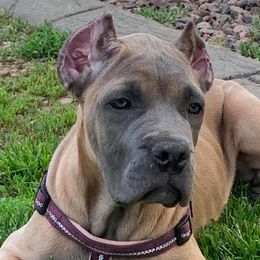 Cane Corso from DiCampo Cane Corso