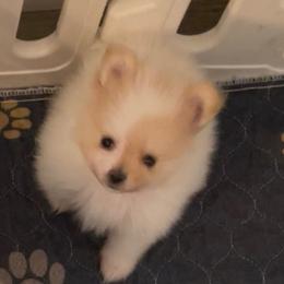 Boy 5 - Cream male Pomeranian puppy in Jamestown, California from Park Avenue Poms