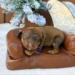 John - Sable male Bernedoodle puppy in Wamego, Kansas from Doodles of Oz