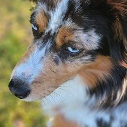 Harlee - Miniature Australian Shepherd