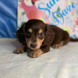 Charmander - Chocolate and cream male Dachshund puppy in Washington from Beautiful Doxies