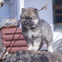 Pomsky Puppies from New World Pomskies