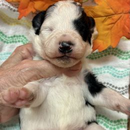 Andy - Black and white male Aussiedoodle puppy in Nacogdoches, Texas from BA Mini Poodles
