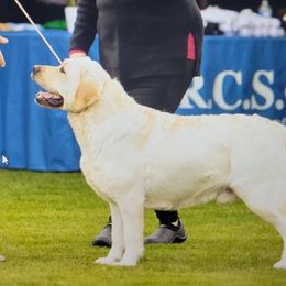 Kelly - Labrador Retriever