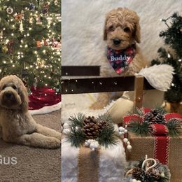 Bernedoodle Puppies from PNW Sheepies and Doodles