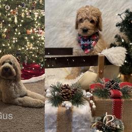 Bernedoodle Puppies from PNW Sheepies and Doodles