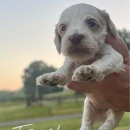 Trusty - Red roan male Cockapoo puppy in Mocksville, North Carolina from Little Bear Doodles