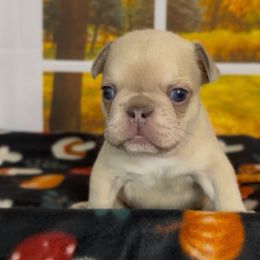 Cloe - Blue fawn female French Bulldog puppy in Spokane, Washington from Lilac City Frenchies