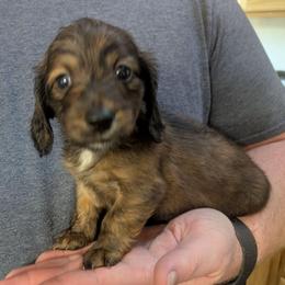 6 Bagheera - Brindle female Dachshund puppy in Central Point, Oregon from MRS Long Dog Ranch